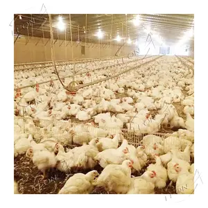 Low Price Poultry Farm Chicken House Equipment For Broiler In Malaysia