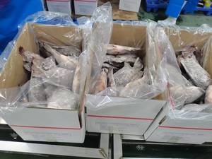 Tilapia Intera Fresca Congelata Premium Nera, Pesce Intero Congelato per Ristoranti e Vendita al Dettaglio - Product Image 2