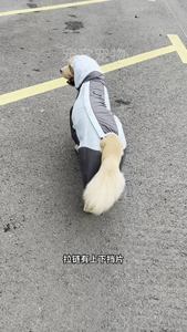 Vêtement <span class=keywords><strong>de</strong></span> pluie imperméable et coupe-vent à quatre pattes pour <span class=keywords><strong>chien</strong></span>, avec capuche, pour chiens <span class=keywords><strong>de</strong></span> petite à moyenne taille, vente <span class=keywords><strong>en</strong></span> gros - Product Image 4