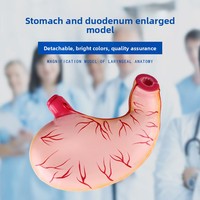 Modèle d'anatomie de l'estomac humain, naturel, grossissement 2x, pour l'enseignement biomédical, modèle de présentation sectionnel de la paroi viscérale, origine Chine