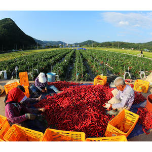 บิ๊กกัลชาน 130 กรัม] เครื่องปรุงรสธรรมชาติแท้ 100% สำหรับอาหารเพื่อสุขภาพ ปราศจากสารเติมแต่ง พริกป่นสีแดง - Product Image 1