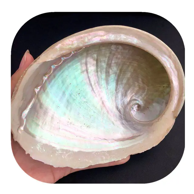 New arrivals crystal ornaments Home Decor Soap Holder Specimen natural Large Abalone Shell for sage holder