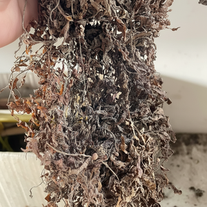 สาหร่ายแห้งสาหร่ายธรรมชาติ - Product Image 1