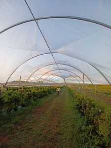 Invernadero agrícola <span class=keywords><strong>de</strong></span> <span class=keywords><strong>fresa</strong></span> comercial BlackBerry Blueberry Caterpillar polytunnel invernadero marco <span class=keywords><strong>de</strong></span> metal para frambuesas - Product Image 3