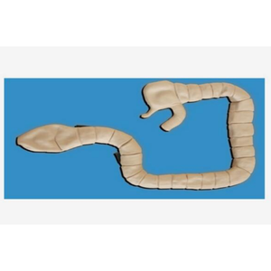 Simulateur d'examen médical ADA-LV42 Sigmoscope : Mannequin offrant une variété de diagnostics de lésions intestinales, permettant la pratique du diagnostic intestinal - Product Image 1