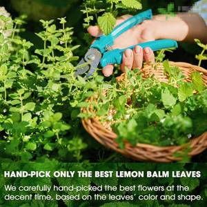 Bálsamo de Limón Seco en Hojas Enteras, Té Suelto, Hierba <span class=keywords><strong>Melissa</strong></span> Officinalis, Ingredientes Naturales, Calmante, OEM ODM - Product Image 6