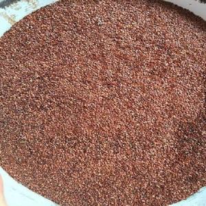 Pemasok Jumlah Besar Bubuk Mimosa Pudica dari India - Product Image 6