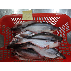 Pangasius Dory de haute qualité, certifié HACCP et HALAL, <span class=keywords><strong>poisson</strong></span> basa biologique congelé en gros - Product Image 5