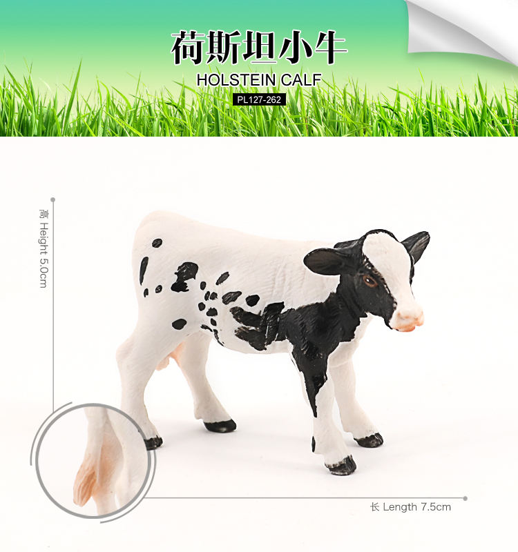 262 Veau de taureau holstein