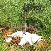 HOKBG Tapis de sol en maille à membrane biodégradable écologique pour le contrôle des mauvaises herbes