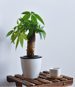 Jardinière hydroponique automatique à arrosage automatique Pot de fleur de radis vert pour <span class=keywords><strong>le</strong></span> sol de la pépinière de jardin quotidien - Product Image 6