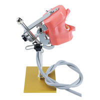 Modelo de Cabeza para Entrenamiento Dental, Simulador Dental Phantom sobre Mesa, Maniquí con Soporte para Estudiantes de Medicina, CE/ISO