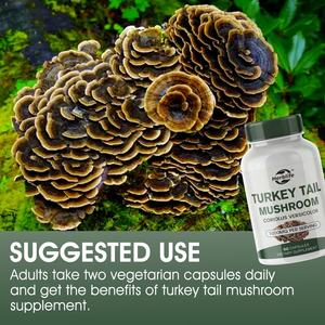 OEM ODM Venda Quente Suplementos Herbal Coriolus Versicolor Extrato Turquia Cauda Cogumelo Cápsulas - Product Image 5