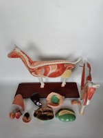 Modelos Anatómicos de Cabra para la Enseñanza de la Anatomía Animal en Ciencias Médicas, Modelo de Oveja