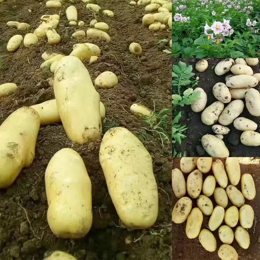 Patatas frescas amarillas doradas, patatas frescas orgánicas patata blanca de alta calidad precio barato