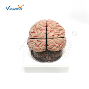 Vic Education : Modèle d'anatomie des artères cérébrales et des nerfs, Neurochirurgie grandeur nature - Product Image 4