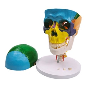 Modelo de Anatomía de Cráneo Humano Adulto Desmontable a Color, Tamaño Real, con Vértebras Cervicales y Dientes Extraíbles - Product Image 1
