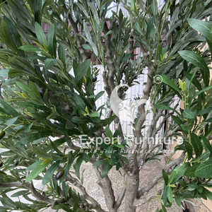 Olivo artificial para decoración de eventos - Product Image 4