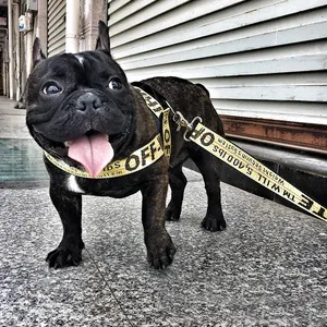 Conjunto de Collar y Correa de Lujo para <span class=keywords><strong>Perro</strong></span> con Cadena Dorada, Cintas y Cuerda Larga de Nailon con la Palabra '<span class=keywords><strong>Perro</strong></span>' para Cachorros <span class=keywords><strong>Pitbull</strong></span>, Moda para Mascotas - Product Image 2
