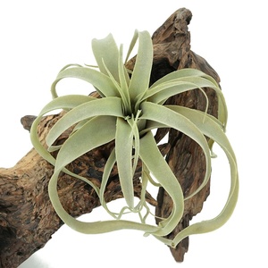 Planta artificial de hierba de plástico, alta calidad, precio de fábrica, para Decoración - Product Image 1