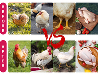 Poudre de Prémélange Premium Vitboo pour la Prise de Poids des Poulets de Chair avec Vitamines et Acides Aminés de Qualité Alimentaire pour Stimuler la Croissance et Améliorer l'Efficacité Alimentaire
