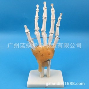 แบบจำลองกระดูกมือ, แบบจำลองข้อต่อมือ, กระดูกมือพร้อมเอ็น, แบบจำลองโครงสร้างกระดูกมือและฝ่ามือ, โครงสร้างข้อต่อข้อมือ - Product Image 2