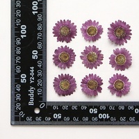 Matériel de bricolage en gros fleur séchée pressée Marguerite de Valois pour étui de téléphone Nail Art bijoux carte postale décoration