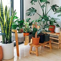 Poteau de mousse naturelle pour plantes Monstera Piquets de plantes de 12 pouces pour l'intérieur, fait à la main en coco, support de plantes de tomates de jardin