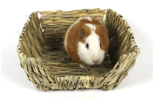 มา<span class=keywords><strong>ใหม่</strong></span>ล่าสุดสัตว์เลี้ยงหญ้ารังพับหนูแฮมสเตอร์แผ่นหญ้าที่ดีที่สุดขายกระต่ายหญ้า<span class=keywords><strong>บ้าน</strong></span>สําหรับหนูแฮมสเตอร์ - Product Image 2