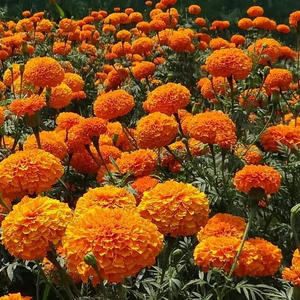 <span class=keywords><strong>Belle</strong></span> <span class=keywords><strong>en</strong></span> vrac 50 fleurs artificielles écologiques d'onagre naturelle pour kits <span class=keywords><strong>de</strong></span> terrarium d'intérieur jardinières pots <span class=keywords><strong>de</strong></span> fleurs - Product Image 1