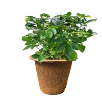 100% Pots ronds en fibre de coco biodégradable naturelle tourbe de coco écologique pour pépinière de graines de fleurs