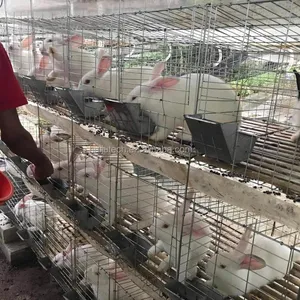 24 cellules cage commerciale de lapin et mère bébé 12 cellules cages d'élevage de lapin à vendre