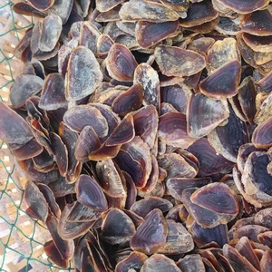 Conchiglia di Conca Marina Naturale ad Alta Purezza per Fragranze al Muschio - Product Image 3