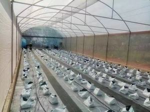 Tienda de cultivo de plantas de invernadero al aire libre Jardín Mini invernadero Casa verde PE Túnel Caminar en invernadero para la venta - Product Image 6