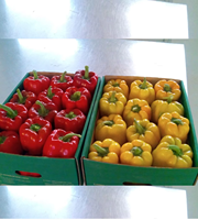 Poivrons mélangés importés d'Égypte de haute qualité, 5 kg par boîte, rouge, jaune, vert, orange, riches en vitamine C, antioxydants frais, 7-15 jours