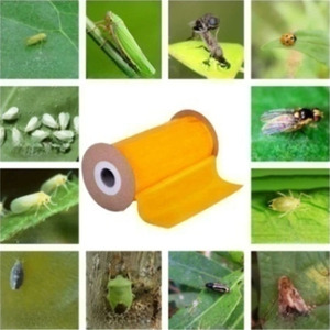 Trampas Adhesivas Amarillas Ecológicas y No Tóxicas para Control de Plagas, Trampas de Pegamento para Insectos para Agricultura Orgánica, Huertos de Frutas - Product Image 4