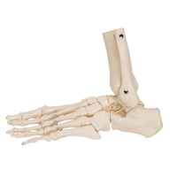 Modelo de esqueleto humano de plástico para pies, simulación de anatomía médica