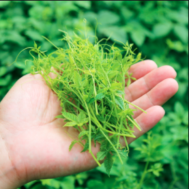 Hongda Chất lượng cao <span class=keywords><strong>Gynostemma</strong></span> pentaphyllum chiết xuất 98% <span class=keywords><strong>Gynostemma</strong></span> saponin - Product Image 3