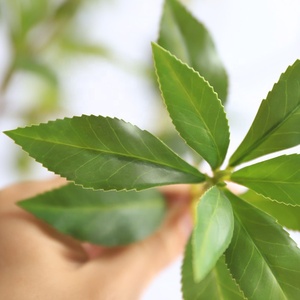 Arbre artificiel en bonsaï <span class=keywords><strong>Pieris</strong></span> <span class=keywords><strong>japonica</strong></span> de 245 cm, résistant à l'eau, grand arbre en pot pour la décoration intérieure - Product Image 3