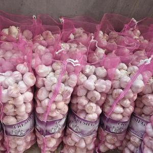 Nuovo Raccolto Aglio Fresco Cinese, Confezione in Cartone, Aglio Bianco Fresco Puro/Normale, Prezzo all'Ingrosso, Fornitore - Product Image 1