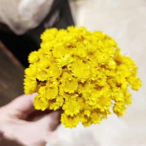 Proveedor Mayorista de Yunnan, Flores Secas Naturales Brasileñas, Mini Margaritas Secas para Manualidades, Personalizadas para el Día de la Madre, San Valentín, Pascua, Floristería - Product Image 3