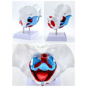 Modelo de <span class=keywords><strong>Pelvis</strong></span> Femenina con Músculos del Suelo Pélvico, Tamaño Real, Desmontable, para Entrenamiento en Obstetricia y <span class=keywords><strong>Fisioterapia</strong></span> - Product Image 5