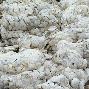 ถ้วยยางธรรมชาติสดใหม่จากเวียดนามแม่พิมพ์ก้อน Baiyue ทางการแพทย์ตรงแหล่ง DRC 60-70% ความบริสุทธิ์ที่ไม่สามารถเอาชนะได้ - Product Image 1