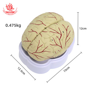 Modèle anatomique du cerveau humain, modèle d'artère cérébrale, modèle de structure cérébrale, modèle de cerveau, modèle de vaisseaux sanguins cérébraux - Product Image 1