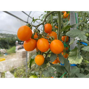 Dolce succosa piccola frutta fresca di pomodoro giallo ciliegia - Product Image 3