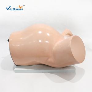 Modèle de formation médicale de haute qualité pour <span class=keywords><strong>cours</strong></span> de naissance et d'accouchement - Product Image 3