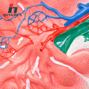 Modèle d'agrandissement des ganglions lymphatiques Qinghua : Instruments et équipements pédagogiques pour les cours de biologie au collège et au lycée - Product Image 3