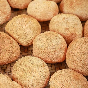 Champignon Hericium Erinaceus séché entier en vrac, Champignon Crinière de <span class=keywords><strong>Lion</strong></span>, Champignon à poils barbus, Naturel et Biologique - Product Image 3