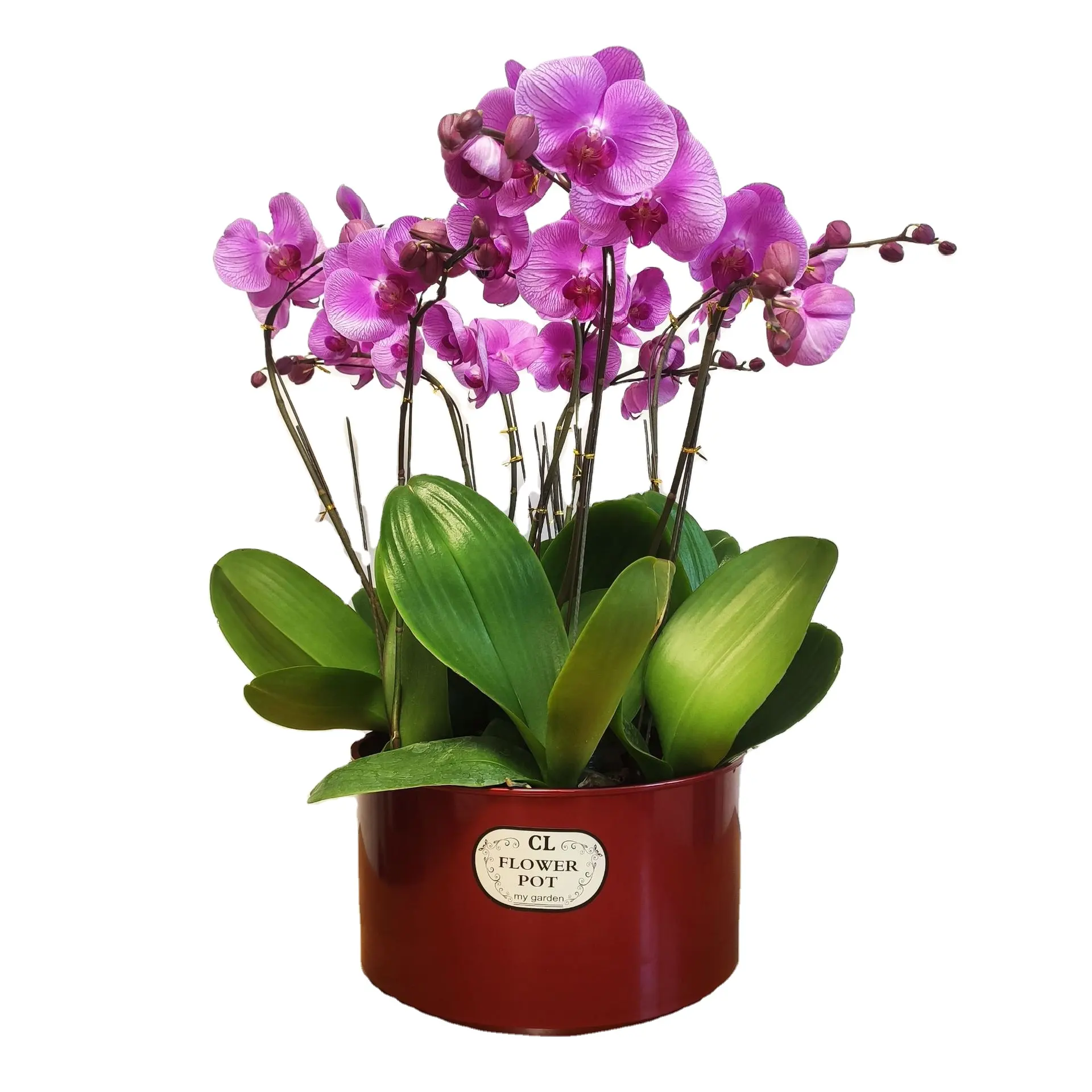 Pot Bunga Plastik Resin Baru Cina Jasmine Bulat Clivia High-End Pasir Kasar Mutiara Anggrek Hitam Anggrek Phalaenopsis