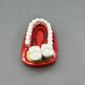 โมเดลฟันสำหรับการสื่อสารทางการแพทย์การแสดงผลในช่องปาก - Product Image 3